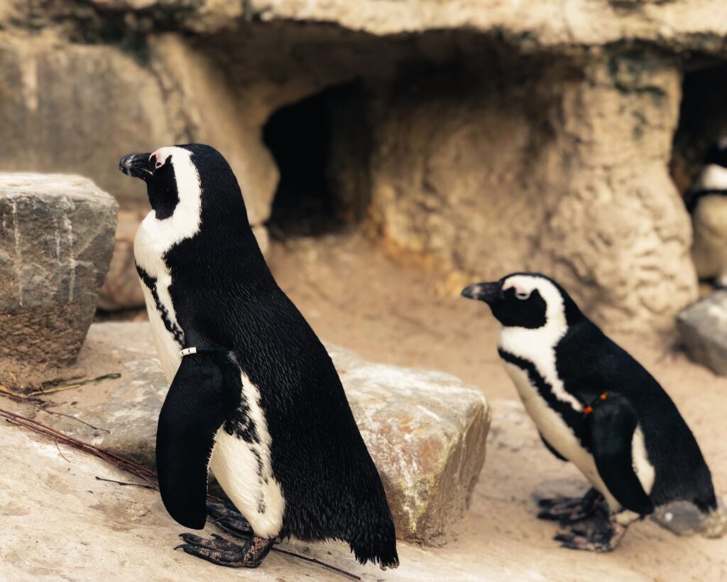 Afbeelding van pinguïns in de zoo van Antwerpen